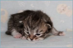 Male Siberian Kitten from Deedlebug Siberians